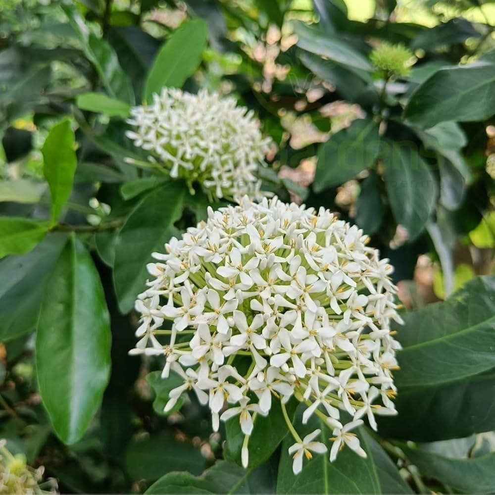  Ixora White